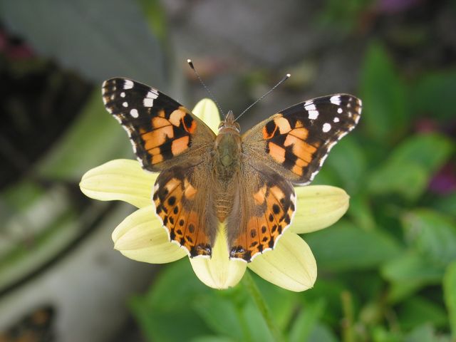 der Schmetterling