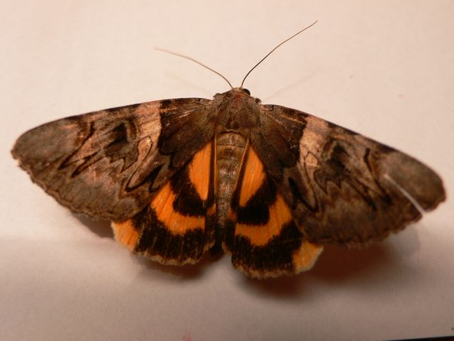 ночная бабочка
