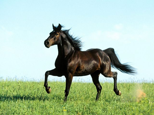 horse