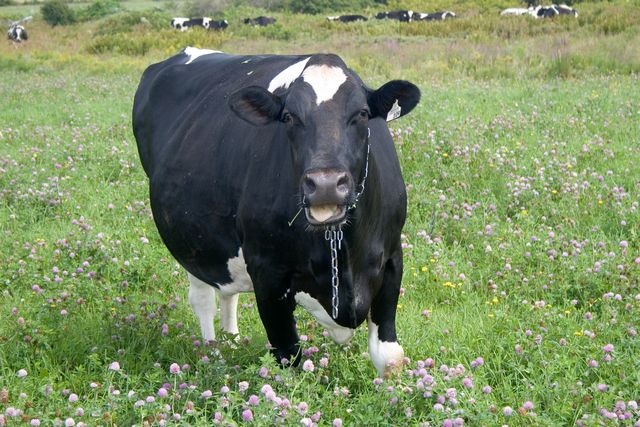 cow