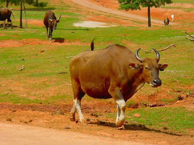 der Stier