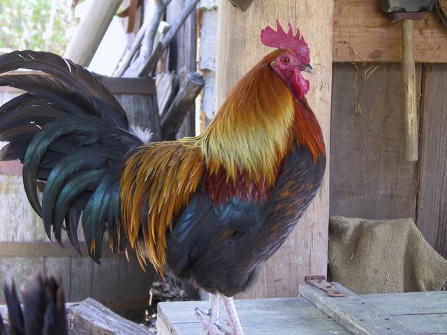 coq