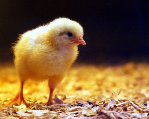 chick