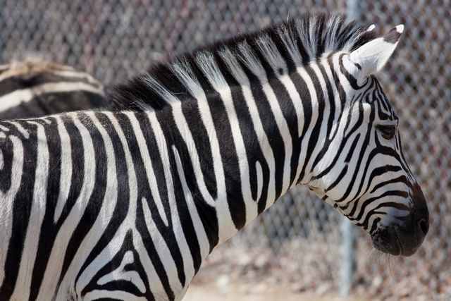 zebra