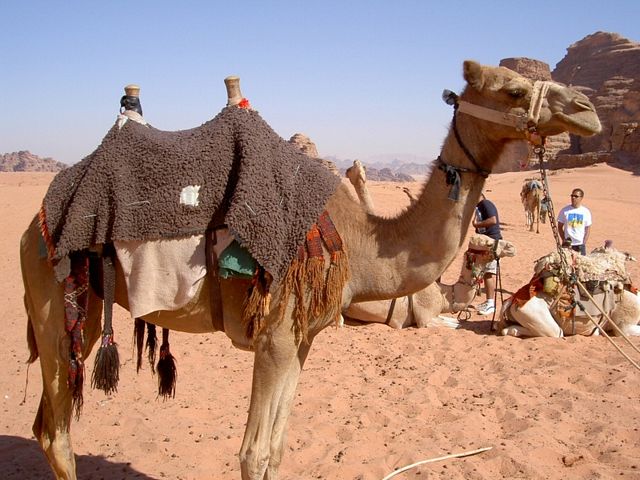 camel