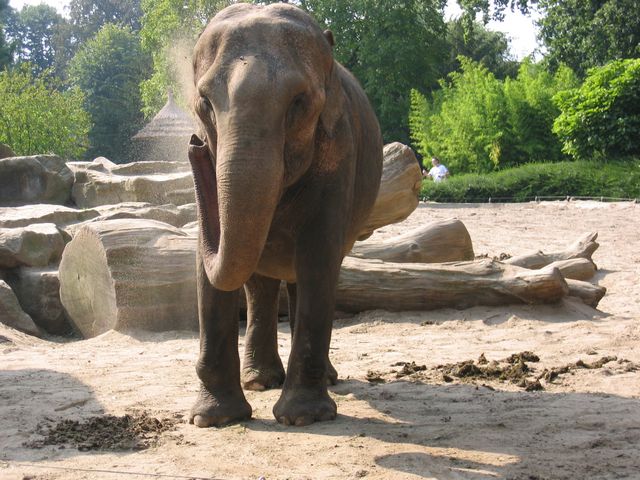 elephant