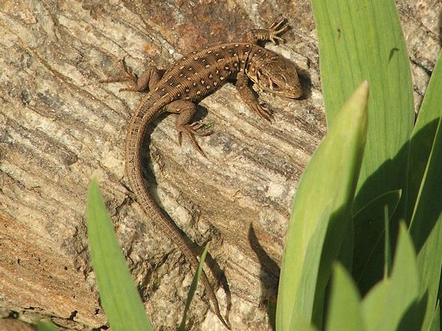 lizard