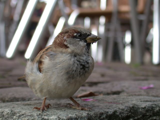 sparrow