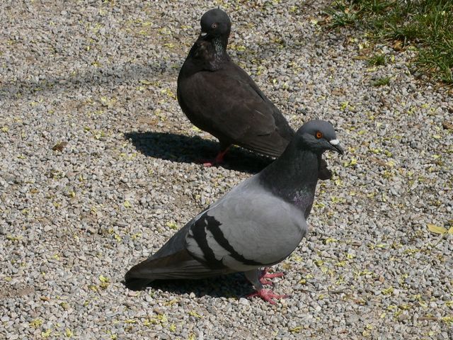 pigeon