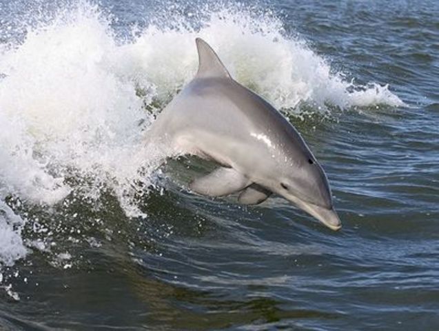 dolphin