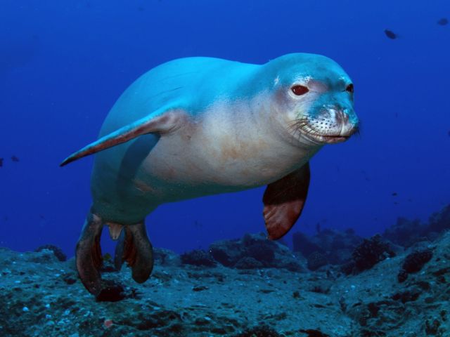 seal