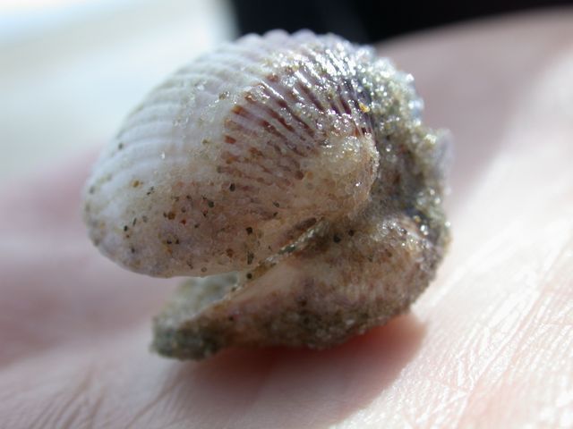 shell