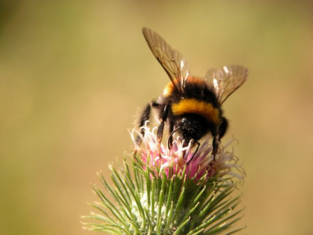 bumble-bee