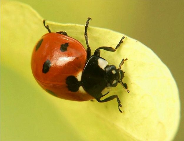 lady-bug