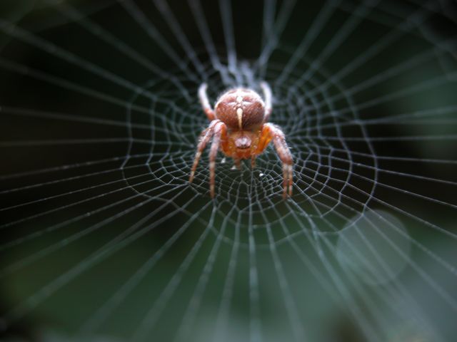 spider