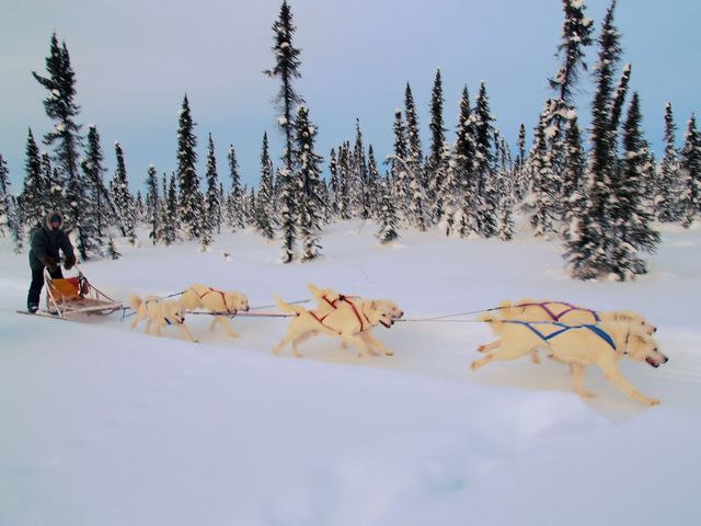 dog sledding